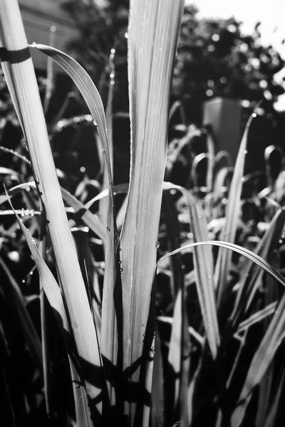 Siyah Beyaz Çimen Yaprakları — Stok fotoğraf