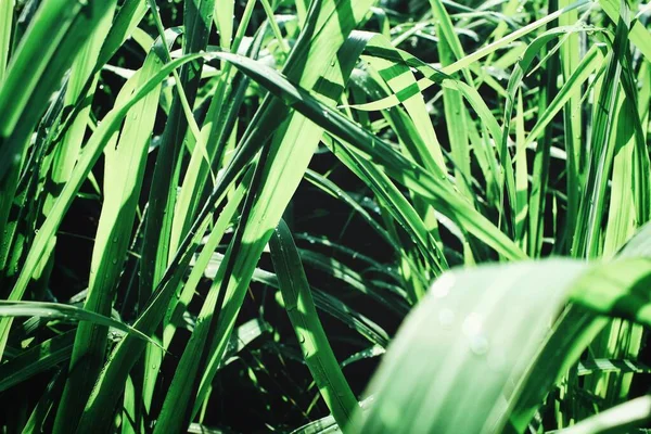 Erba Verde Lasciare Gocce Acqua — Foto Stock