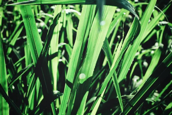 Folha Grama Verde Gotas Água — Fotografia de Stock