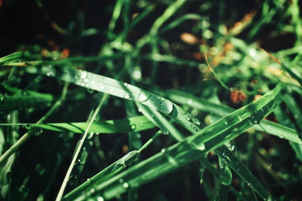 Césped Verde Gotas Agua —  Fotos de Stock