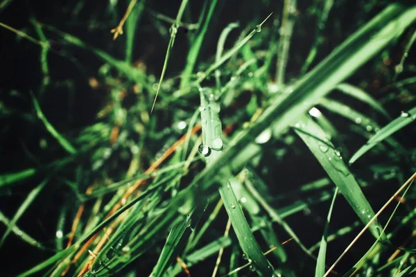 緑の草の葉と水が落ちる — ストック写真