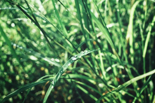 绿草叶和水滴 — 图库照片
