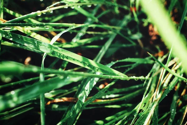 Groene Grasbladeren Waterdruppels — Stockfoto