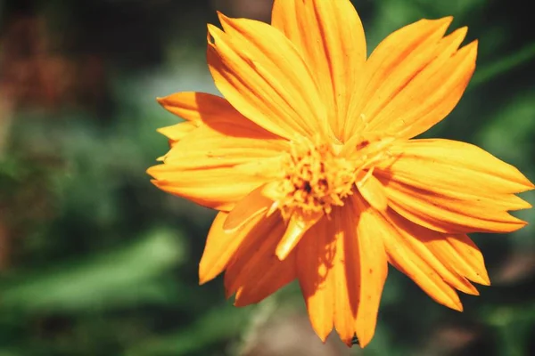 Красиві Жовті Весняні Квіти — стокове фото
