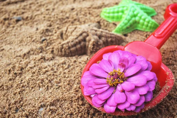 Skyffla Sandstranden — Stockfoto