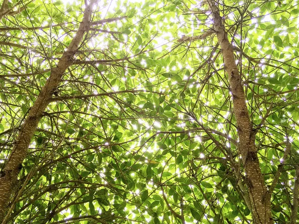 Tree trunk up high with green leaf and beautiful light in backgr — Stock Photo, Image