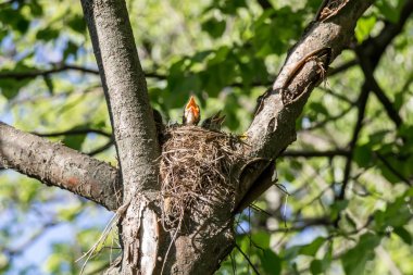 yuvada yavru kuş civciv