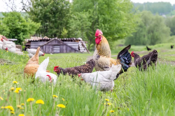 Rooster and chickens grazing on the grass — Stock Photo, Image