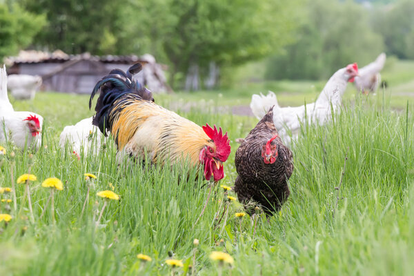 Rooster and chickens grazing on the grass