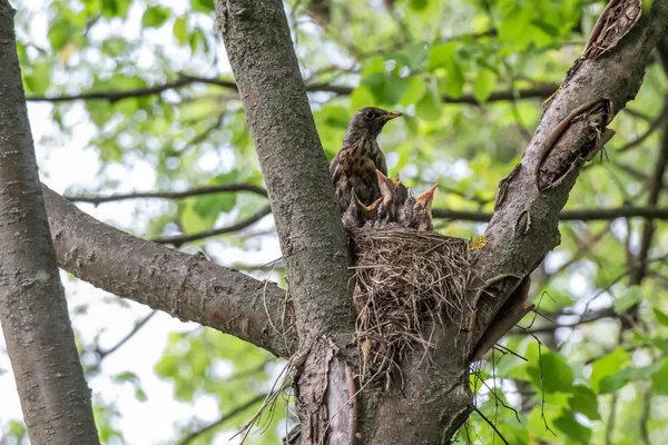 Turdus pilaris. Ardıç kuşu, civciv besleme. 