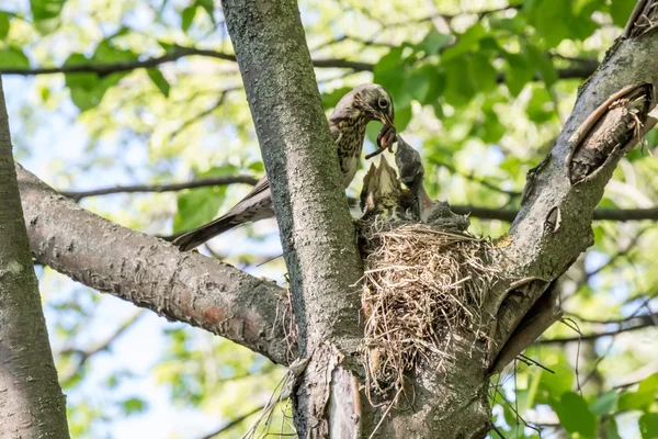 Turdus pilaris. Ardıç kuşu, civciv besleme. 
