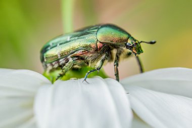 Cetonia aurata çiçek, yaz