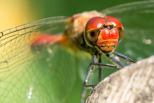 Kırmızı makro yusufçuk, yaz
