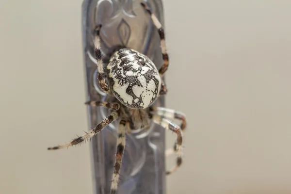 Örümcek Araneus kasenin içine tırmandı. — Stok fotoğraf