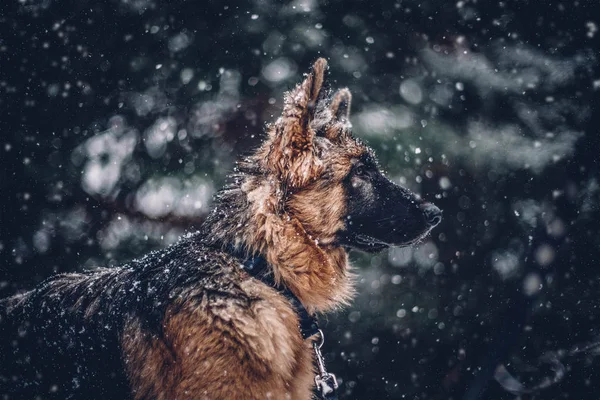 German shepherd dog poses in the snow.