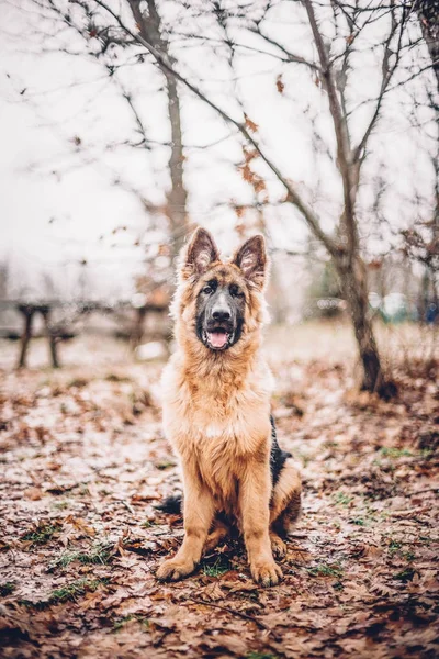 German shepherd dog poses.