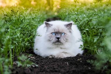 En sevimli kedi. Kapak stil evcil hayvan. Himalaya bir Farsça olduğunu