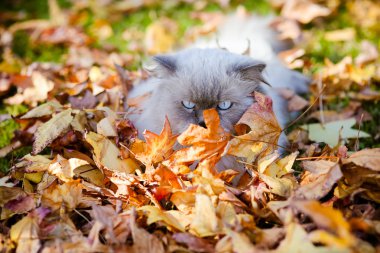 Himalaya Farsça kedi sonbahar yaprakları parlak canlı fotoğraf
