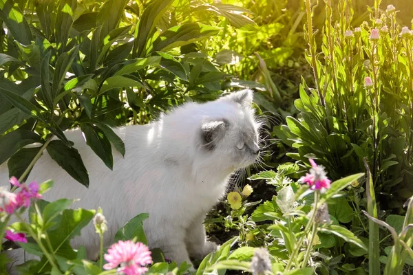 Gato escondido en flores y arbustos verdes en el jardín, día soleado . — Foto de Stock