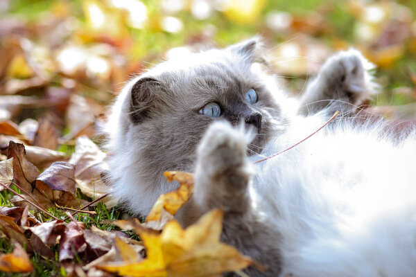 Scared cat on the ground indoor. 