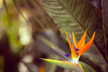  Güneşli, turuncu parlak makro bitki fotoğraf