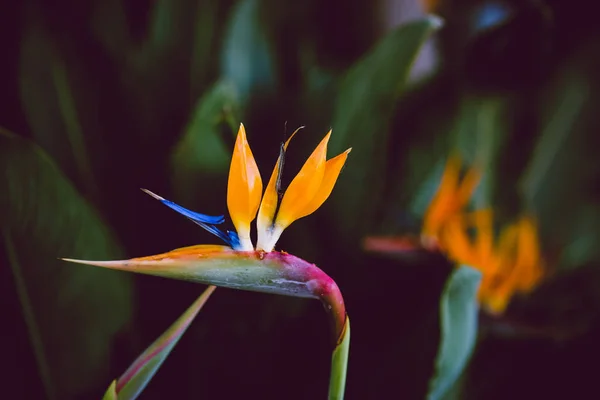 Absztrakt egzotikus virág fénykép-val negatív tér. Sötét tónusok, fényes narancssárga. Strelitzia, daru virág vagy paradicsommadár nyíló virágok. — Stock Fotó