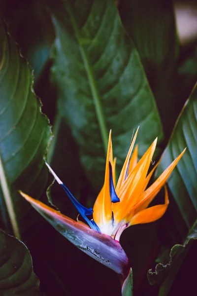 Vertical photo of exotic flower. Wallpaper for phone. Nature, flora.