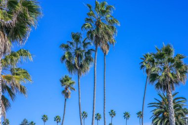 Tatil tropikal palmiye ağaçlarında mavi gökyüzü görüntü