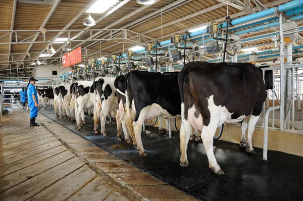 Trabajadora operando vacas modernas agricultura — Foto de Stock