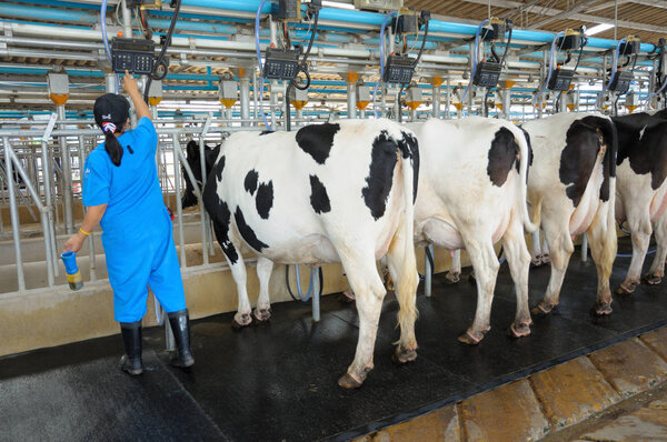 Worker operate modern cows farming