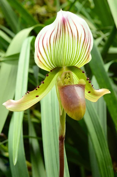 Primer plano de la orquídea tropical —  Fotos de Stock