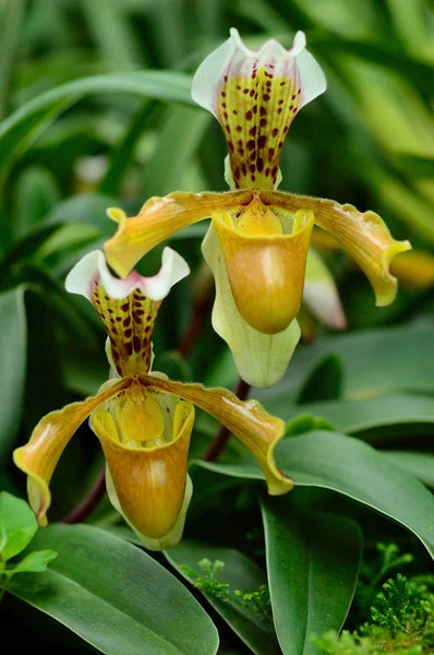 Close-up tropical gêmeo da orquídea — Fotografia de Stock