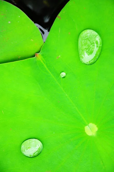 Dewdrop on lotus leaf — Stock Photo, Image