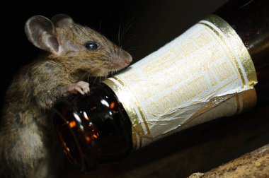 RAT and Beer bottle clipart
