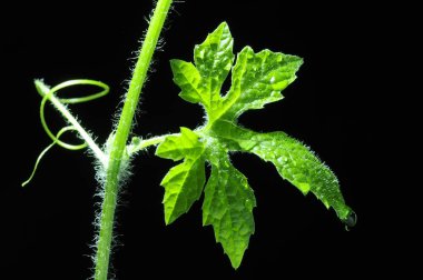 Asma yaprağı ve su dikey satır yazmak