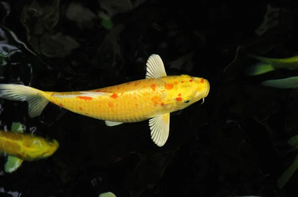 Pesce carpa koi — Foto Stock