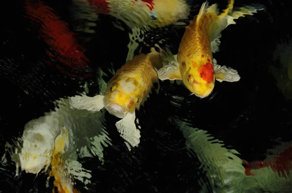 Carpa di Koi Pesce rosso — Foto Stock