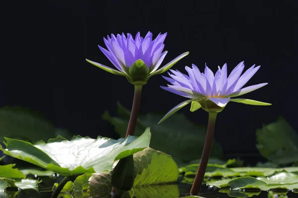 Nymphaea nouchali, known as red and blue water-lily, blue star water-lily, is an aquatic flowering plant in the Nymphaceae (water-lily family)