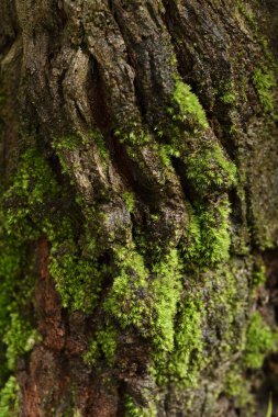 Yağmur ormanlarında kabuk üzerinde yeşil yosun, tropikal doğa ekosistemi.