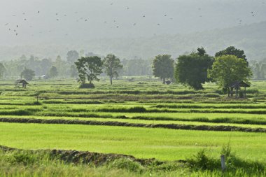 Kuşlar akşamları tarlalarda uçar. Kırsalda pirinç tarlası,