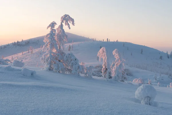 Zimowy Krajobraz Pokrytymi Śniegiem Różowymi Drzewami Szczycie Gór Wschodzie Słońca — Zdjęcie stockowe