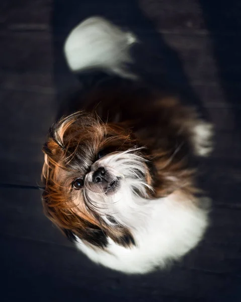 Ovanifrån Shih Tzu Hund Porträtt Söta Kvinnliga Shih Tzu Valp — Stockfoto
