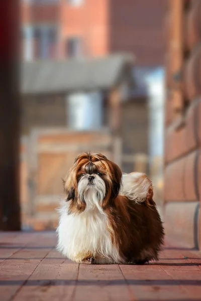 Shih Tzu犬で長い手入れの行き届いた髪 9ヶ月の屋外肖像画古い子犬 — ストック写真