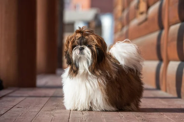 Shih Tzu Hund Med Lång Preparerat Hår Utomhus Porträtt Månader — Stockfoto