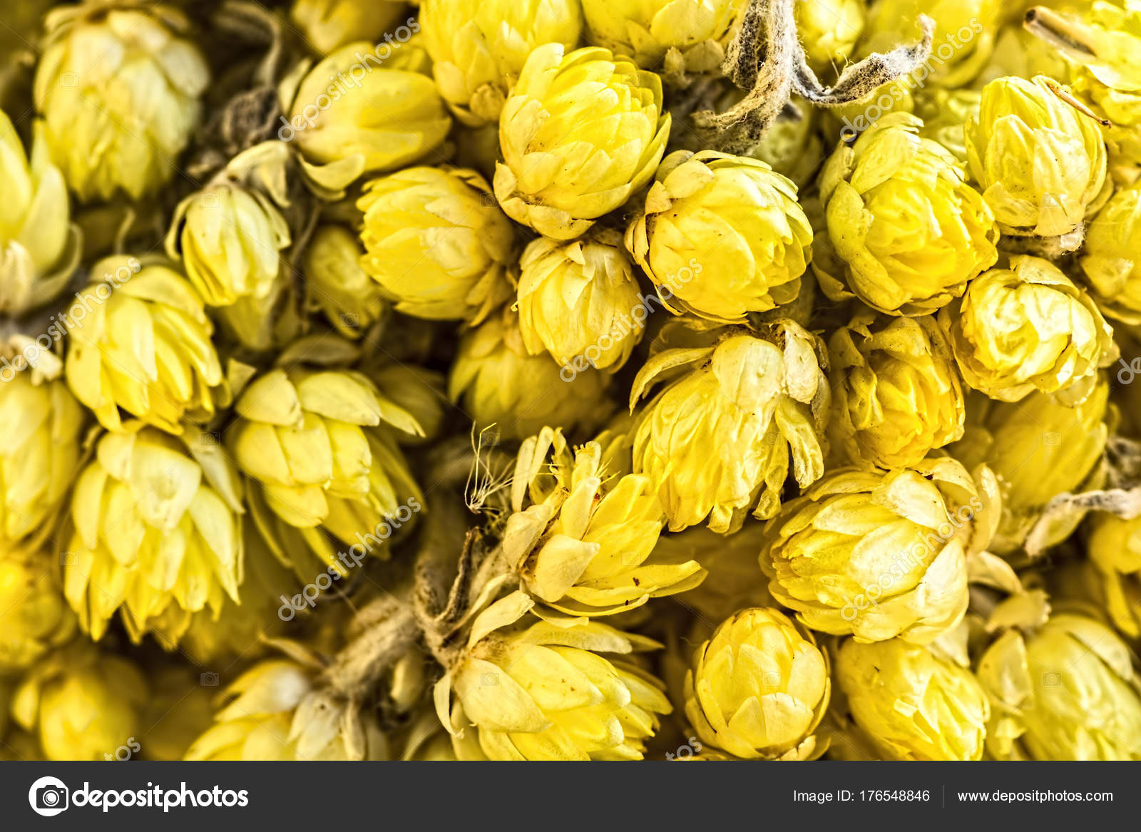 Fiori Gialli Tipi.Yellow Dry Flowers Close Up Stock Photo C Gokcengulenc 176548846