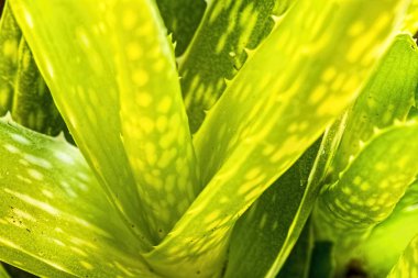 Aloe Vera tesisi, makro
