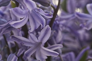 Makro görünümü taze menekşe sümbül çiçeği.