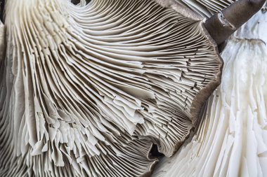 Makro çekim pişmemiş mantar