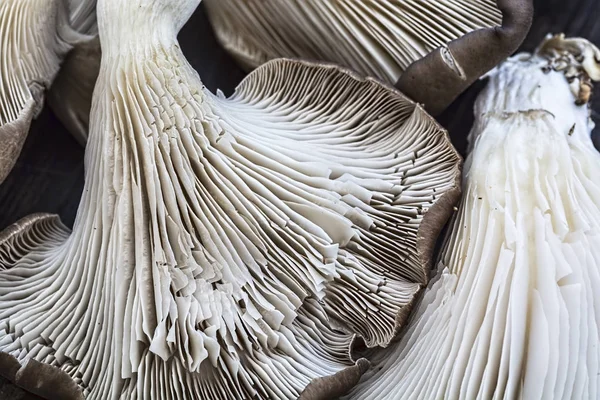 Macro shot of uncooked mushrooms — Stock Photo, Image