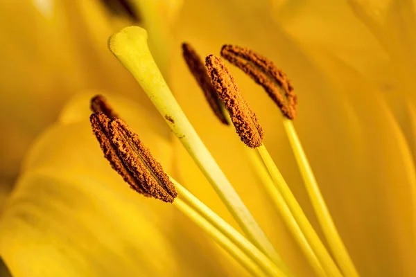 Macro shot of a yellow lilium pollen, anther — Stock Photo, Image